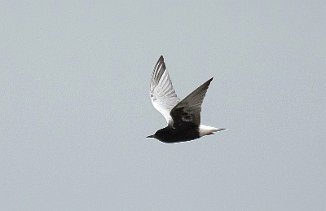 Hvitvingesvartterne, White-winged Tern (Skinnerflo, Råde)