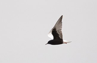 Hvitvingesvartterne, White-winged Tern (Skinnerflo, Råde)