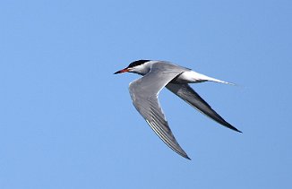 Makrellterne, Common Tern (Brentetangen, Rygge)