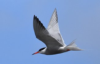 Makrellterne, Common Tern (Tautra, Frosta)