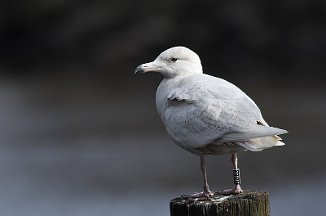 Polarmåke, Glaucous Gull (Tista, Halden)