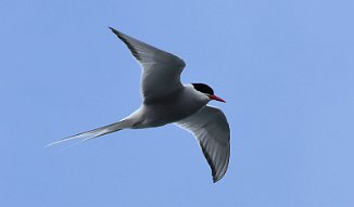 Rødnebbterne, Arctic Tern (Reykjavik, Island)