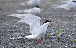 Rødnebbterne, Arctic Tern (Reykjavik, Island)
