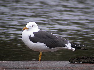 Sildemåke, Lesser Black-backed Gull (Stokken, Hvaler)