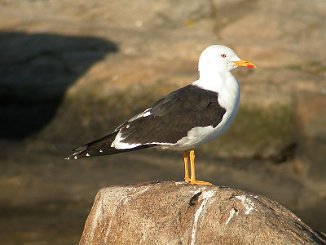 Sildemåke, Lesser Black-backed Gull (Skipstadkilen, Hvaler)