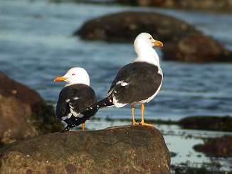 Sildemåke, Lesser Black-backed Gull (Skipstadkilen, Hvaler)