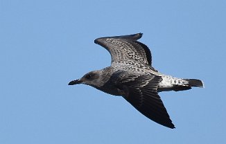 Sildemåke, Lesser Black-backed Gull (Mølodden, Hvaler)