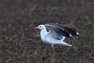Sildemåke, Lesser Black-Backed Gull (Onsøy)