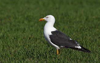 Sildemåke, Lesser Black-Backed Gull (Steinsvika, Lista)