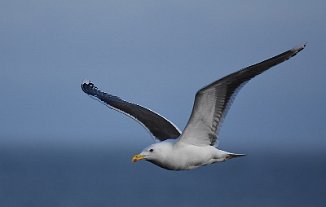 Svartbak, Great black-backed gull (Brentetangen, Rygge)