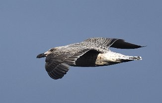 Svartbak, Great Black-backed Gull (Mølodden, Hvaler)