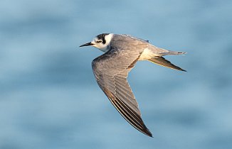Svartterne, Black Tern (Borhaug, Lista)