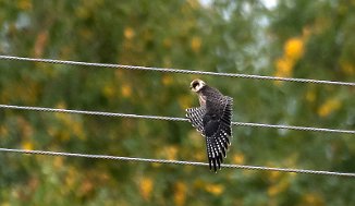 Aftenfalk, Red-footed Falcon (Hæra, Indre Østfold)