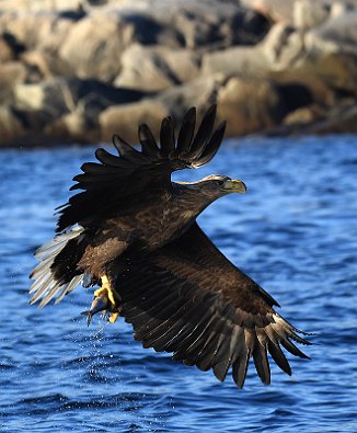 Havørn, White-tailed Eagle (Svolvær, Lofoten)