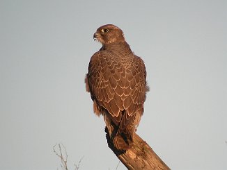 Jaktfalk, Gyr falcon (Øra, fredrikstad)