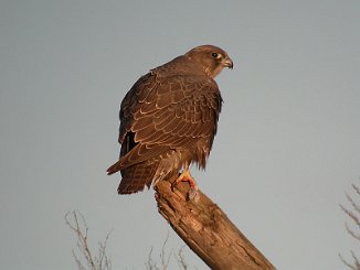 Jaktfalk, Gyr falcon (Øra, fredrikstad)