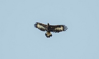 Kongeørn, Golden Eagle (Næringstjønnin, Oppdal)