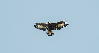 Kongeørn, Golden Eagle (Næringstjønnin, Oppdal)