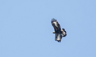 Kongeørn, Golden Eagle (Næringstjønnin, Oppdal)