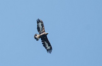 Kongeørn, Golden Eagle (Næringstjønnin, Oppdal)