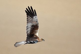 Sivhauk, Marsh Harrier (Onsøy)