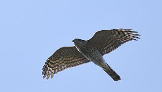 Eurasian Sparrowhawk (Utsira)