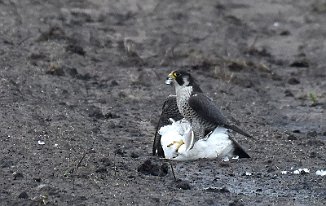 Vandrefalk, Peregrine Falcon (Nordhassel, Lista)