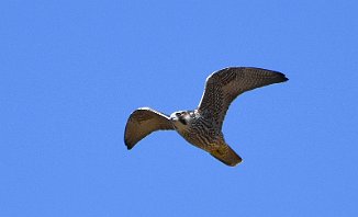 Vandrefalk, Peregrine Falcon (Utnehaugen, Onsøy)