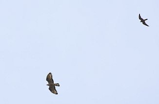 Vepsevåk, European honey buzzard (Utnehaugen, Onsøy)