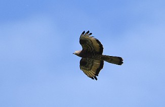 Vepsevåk, European honey buzzard (Ørmenseter, Fredrikstad))