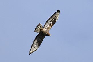 Vepsevåk, European honey buzzard (Ørmenseter, Fredrikstad)