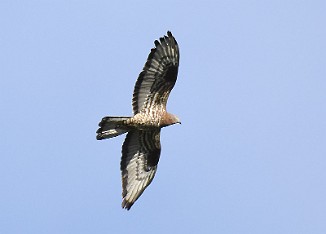 Vepsevåk, European honey buzzard (Ørmenseter, Fredrikstad)