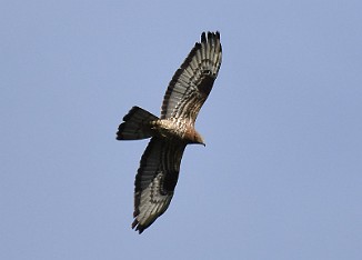 Vepsevåk, European honey buzzard (Ørmenseter, Fredrikstad)