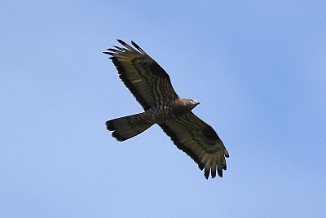 Vepsevåk, European honey buzzard (Ørmenseter, Fredrikstad)