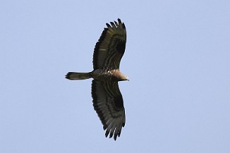 Vepsevåk, European honey buzzard (Ørmenseter, Fredrikstad)