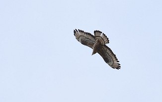 Vepsevåk, European honey buzzard (Utnehaugen, Onsøy)