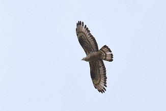 Vepsevåk, European honey buzzard (Utnehaugen, Onsøy)