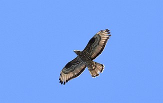 Vepsevåk, European honey buzzard (Utnehaugen, Onsøy)