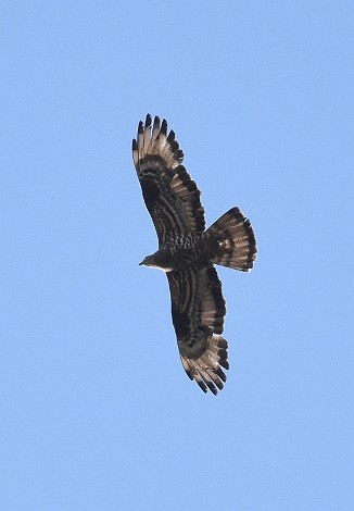 Vepsevåk, European honey buzzard (Utnehaugen, Onsøy)