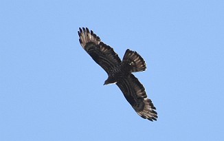 Vepsevåk, European honey buzzard (Utnehaugen, Onsøy)