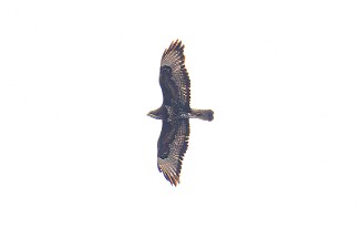 Vepsevåk, European honey buzzard (Utnehaugen, Onsøy)