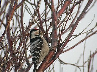 Dvergspett, Lesser Spotted Woodpecker (Akerøya, Hvaler)