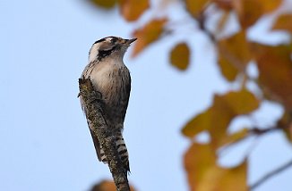 Dvergspett, Lesser Spotted Woodpecker (Ørebekk, Fredrikstad)