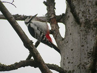 Flaggspett x Hvitryggspett, Great Spotted Woodpecker x Hvite-backed Woodpecker (Tautra, Frosta)