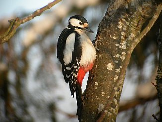 Flaggspett, Great Spotted Woodpecker (Saltnes, Råde)