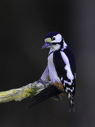 Flaggspett, Great Spotted Woodpecker (Utnehaugen, Onsøy)