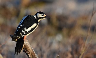 Flaggspett, Great Spotted Woodpecker (Utnehaugen, Onsøy)