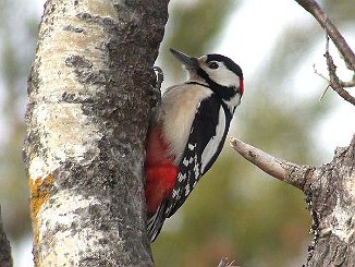Flaggspett, Great Spotted Woodpecker (Son, Vestby)