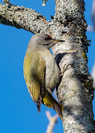 Gråspett, Grey-headed Woodpecker (Torsnes, Fredrikstad)