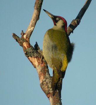 Grønnspett, Green Woodpecker (Torsnes, Fredrikstad)